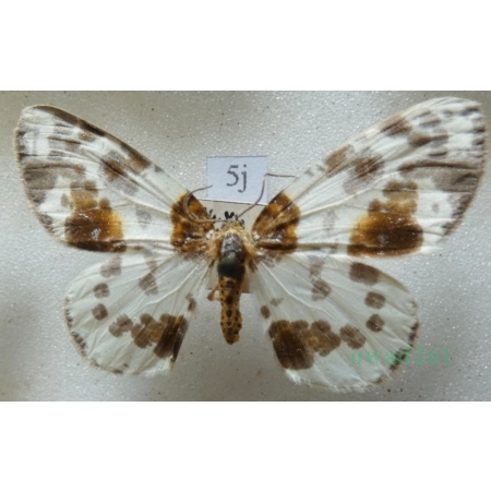 Abraxas sylvata (Scopoli, 1763) Plamiec leśniak Czech5j